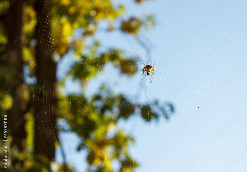 spider sits on the web