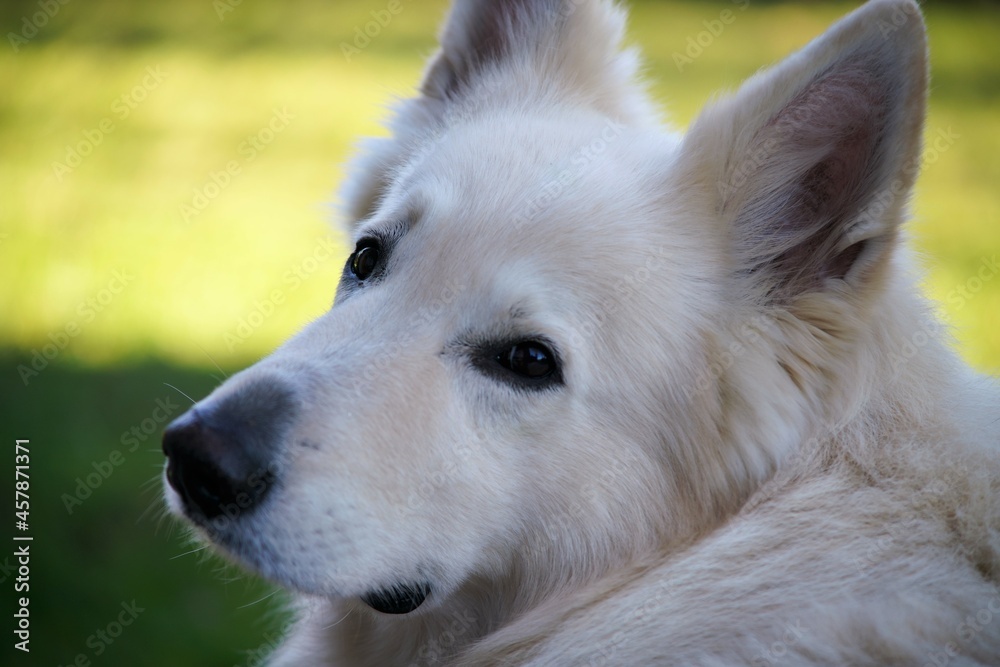 Weißer Schäferhund mit Schulterblick