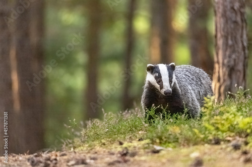 European badger standing in a heather is looking at the camera. Horizontally. 