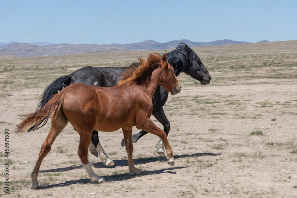 Fototapeta premium Wild Horses in Spring in the Utah Desert