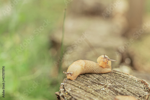Slugs in garden
