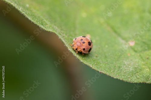 henosepilachna (lady bird ) on green leaf photo