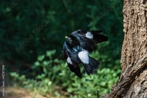 Acorn woodpeckers harvest acorns directly from oak trees and are famous for their habit of storing acorns for a later time