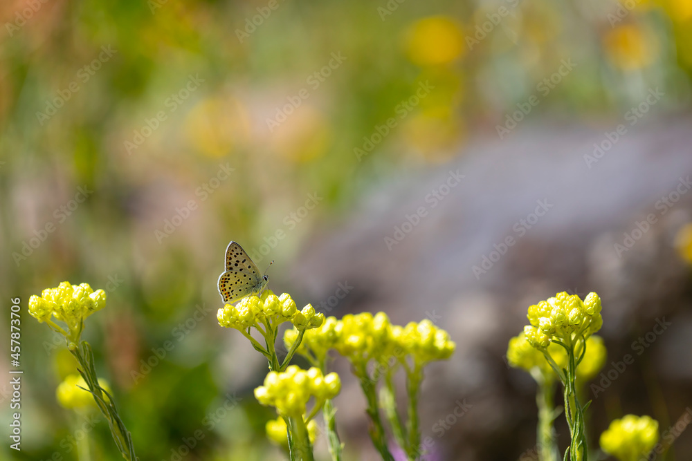 tiny white butterfly on helichrysum, Lycaena tityrus tiny white butterfly on helichrysum, Lycaena tityrus