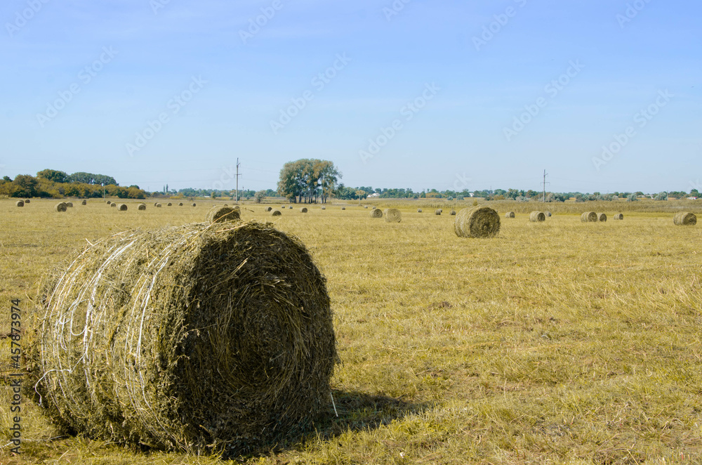 Hay Bales in the September Morning hay bales in a field on a sunny day against the sky autumn season	