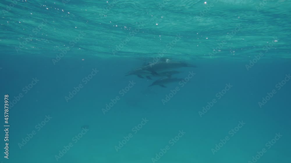 Cute dolphins flock, Marsa alam. Smart and beautiful cetaceans swim in their underwater home. Clear water of Red Sea in Egypt. Group of cute free bottlenose dolphins swim on a shallow reef.
