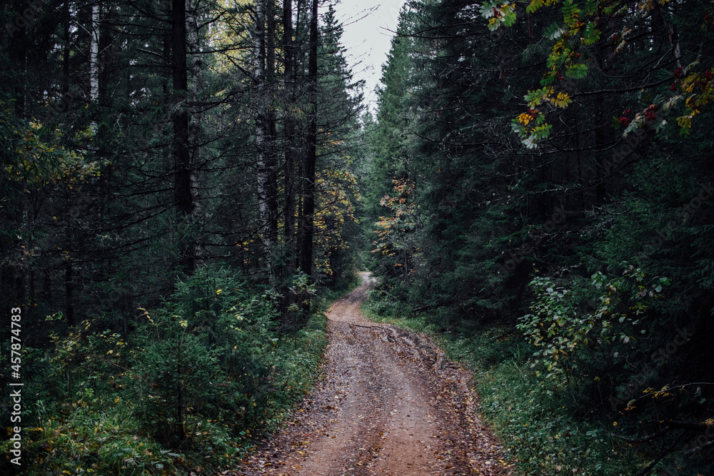 Forest road in a dense Russian autumn forest Forest road in a dense Russian autumn forest