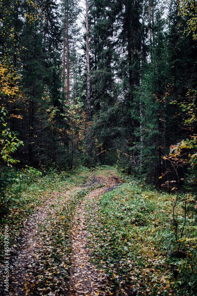 Obraz premium Forest road in a dense Russian autumn forest