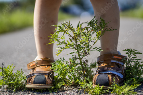 Green grass growing from the broken asphalt and a kid's legs, full of mosquitoes bites, tread the grass. Concept: force of Nature, new life, ecology, people's power. photo