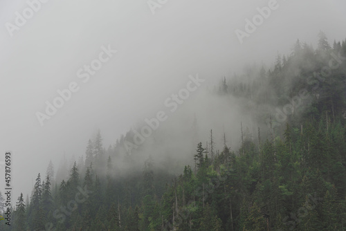 Foggy, summer forest with tall trees in the High Tatras Mountains 
