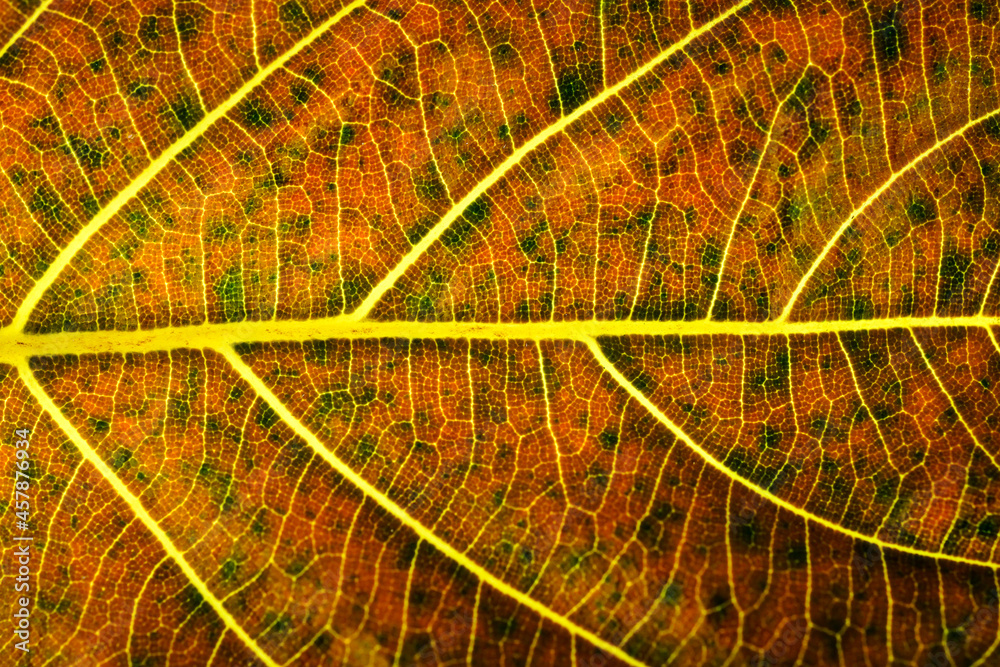 Close-up of orange leaves for background, Texture of a dry leaf as background.	
