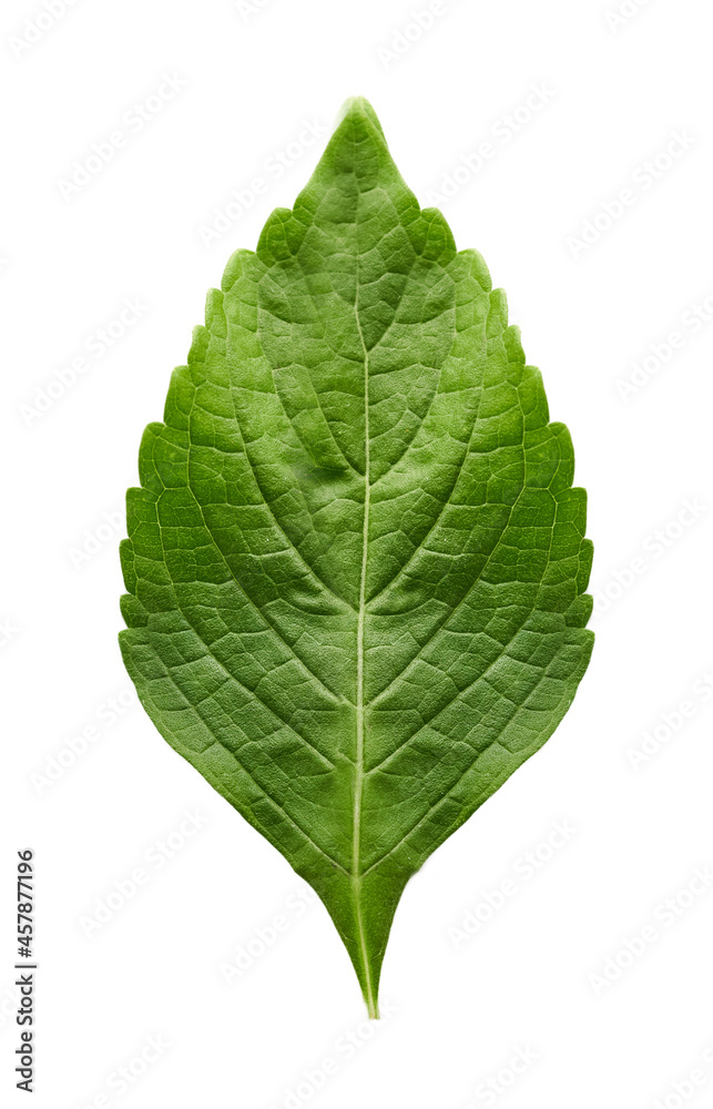 top view indian tree basil leaves or Ocimum gratissimum isolated on white background with clipping path. leaf, leaves, cutout top view indian tree basil leaves or Ocimum gratissimum isolated on white background with clipping path. leaf, leaves, cutout