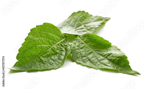 fresh indian tree basil leaves or Ocimum gratissimum isolated on white background with clipping path. leaf, leaves, cutout             