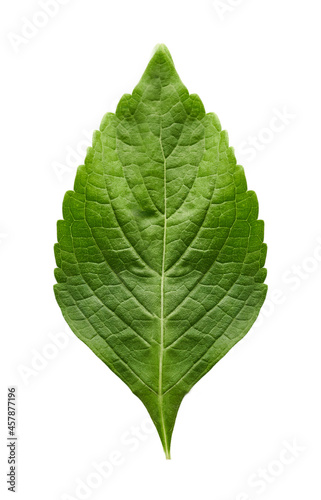 top view indian tree basil leaves or Ocimum gratissimum isolated on white background with clipping path. leaf  leaves  cutout                                         