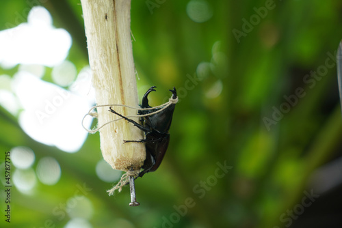 beetle ( Dynastinae ) on sugarcane, raising beetles to fight Sports games of Thai teenagers photo