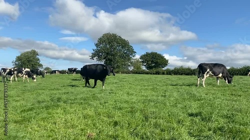The herd of holstein milk cows grazing on pasture during warm sunny day in summer on blue sky background