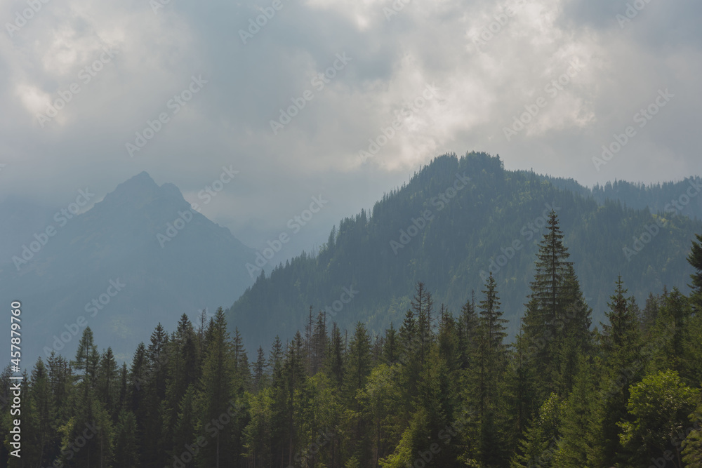 Foggy, summer forest with tall trees in the High Tatras Mountains