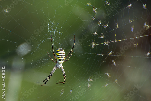 A wasp spider (Argiope bruennichi) on spiderweb. Arachnids of meadows and steppes.
