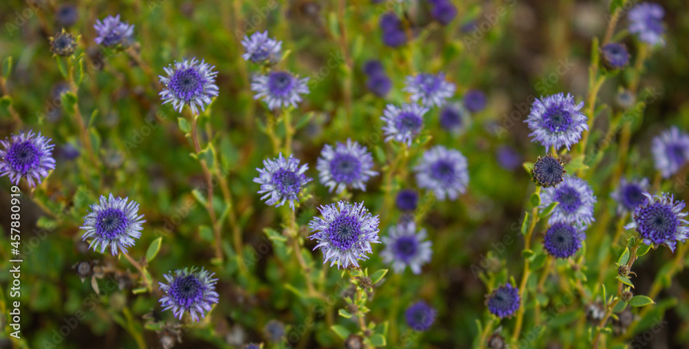 Natural floral background. Small purple wild flowers. Globularia Alypum flowers photographed in Elba island, Italy.