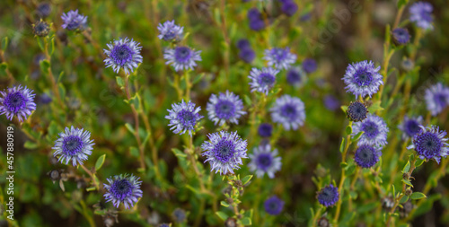 Natural floral background. Small purple wild flowers. Globularia Alypum flowers photographed in Elba island  Italy.