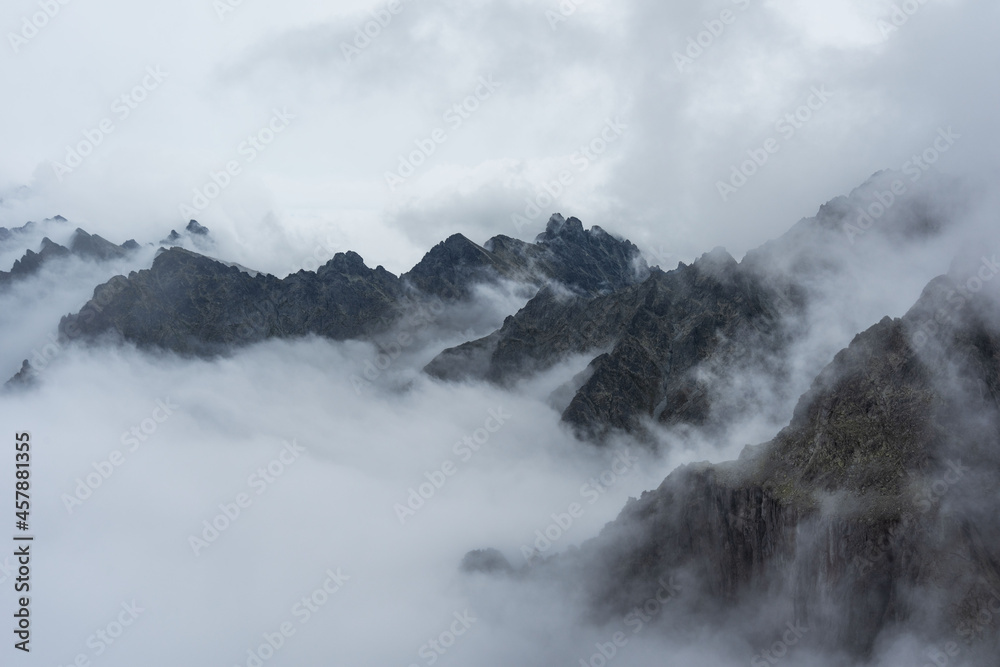 Foggy, summer forest with tall trees in the High Tatras Mountains