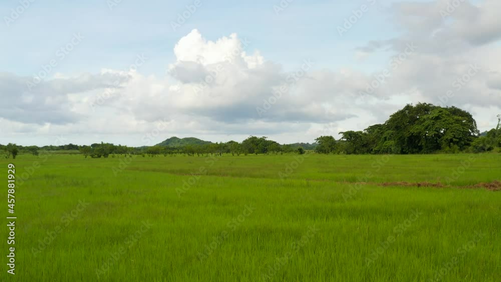 Green rice field at sunset. Rice field of the Dominican Republic. Green rice field at sunset. Rice field of the Dominican Republic.