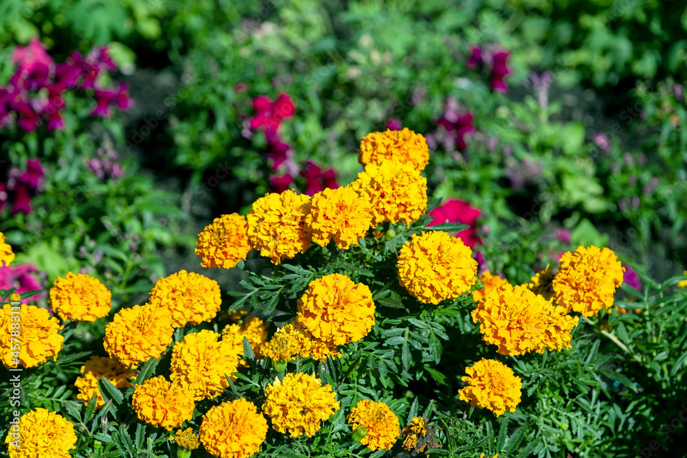 Bright yellow marigold flowers Bright yellow marigold flowers