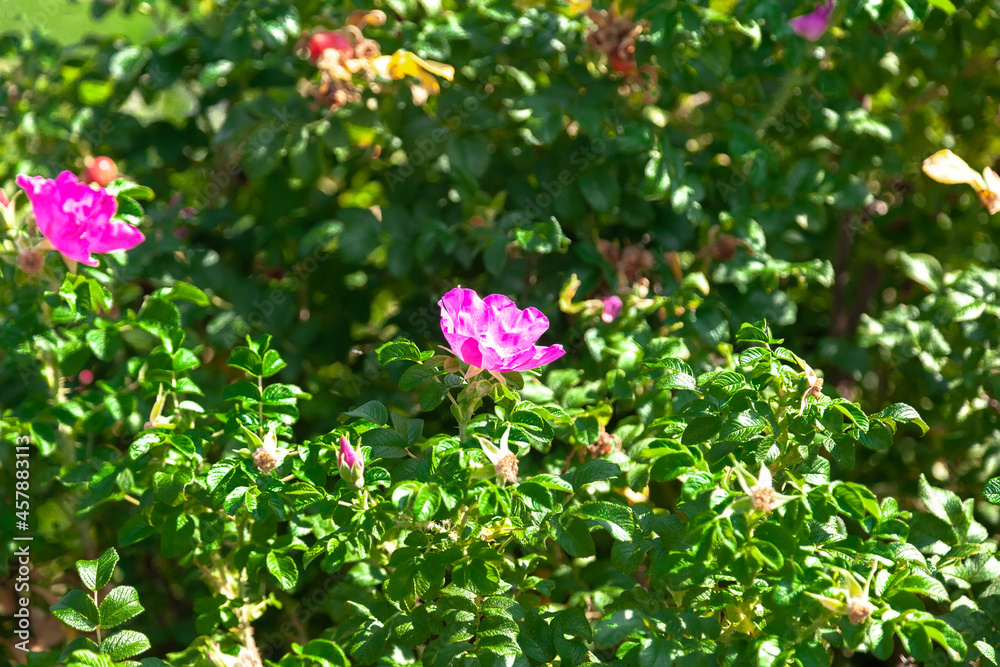 Rosehip - large bright pink flower on a green bush Rosehip - large bright pink flower on a green bush