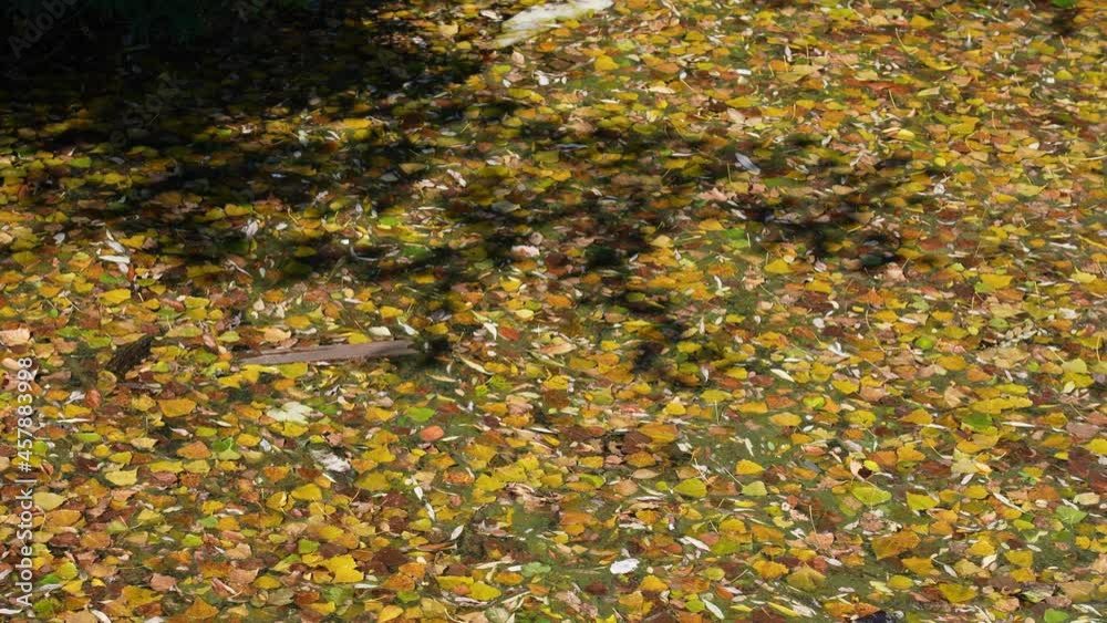 Water of river covered thickly with organic bright yellow and orange fallen autumn leaves, dark grey shadows of trees reflect on surface of foliage flowing on water Water of river covered thickly with organic bright yellow and orange fallen autumn leaves, dark grey shadows of trees reflect on surface of foliage flowing on water