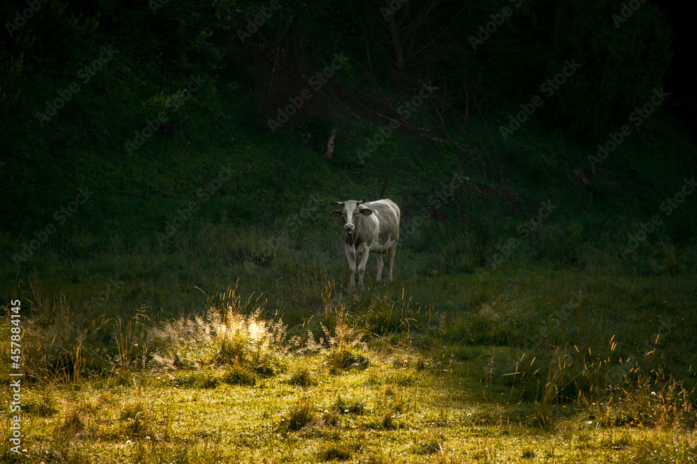 cow pasture grass meadow with spring time sun light and shadow border scenic view country side rustic farmland environment cow pasture grass meadow with spring time sun light and shadow border scenic view country side rustic farmland environment
