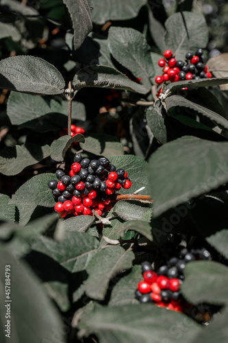 Brushes of viburnum gordovina lantana berries are red and black among green foliage, close-up  photo