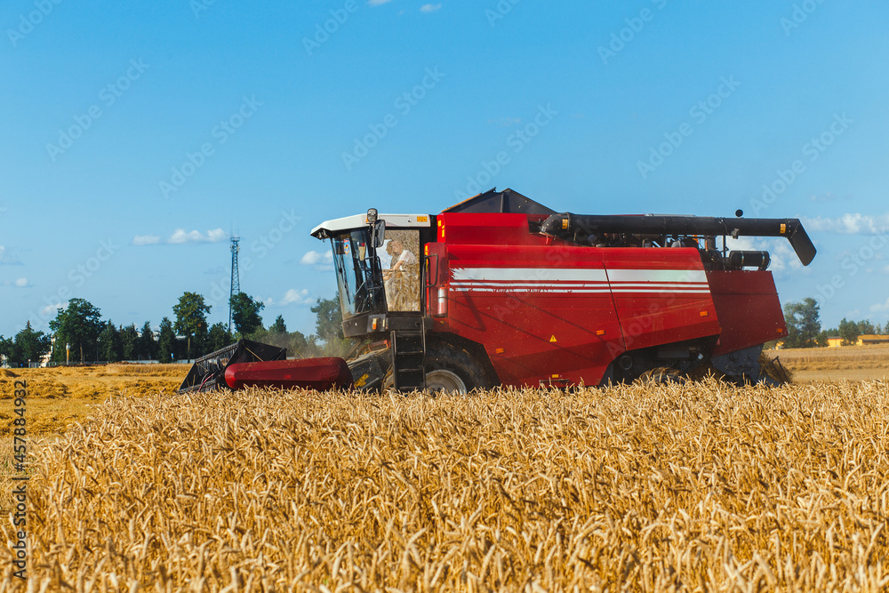 Fototapeta premium Combine harvester harvesting wheat