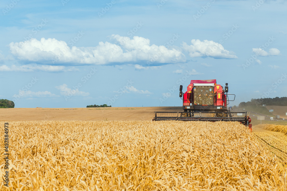 Fototapeta premium Combine harvester harvesting wheat