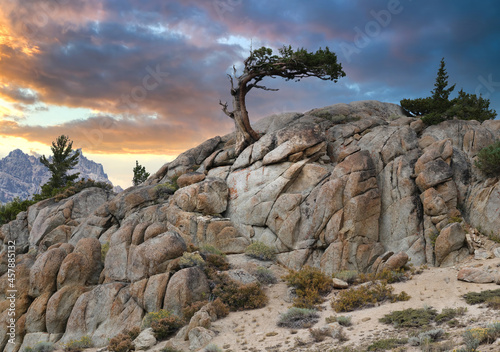 фотографія Adversity: A Twisted Juniper Tree in the Sierra Nevadas