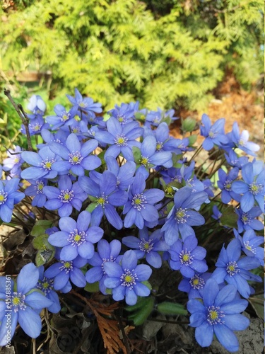 flowers in the garden