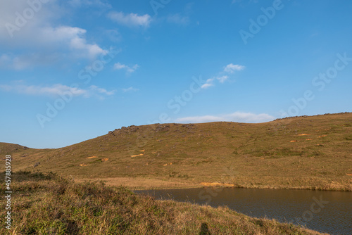 At dusk  the golden meadow is under the blue sky