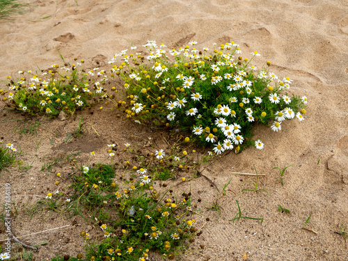 False mayweed growing in sand on a beach