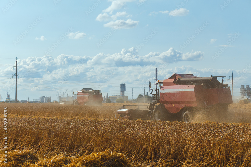 Fototapeta premium Combine harvester harvesting ripe wheat