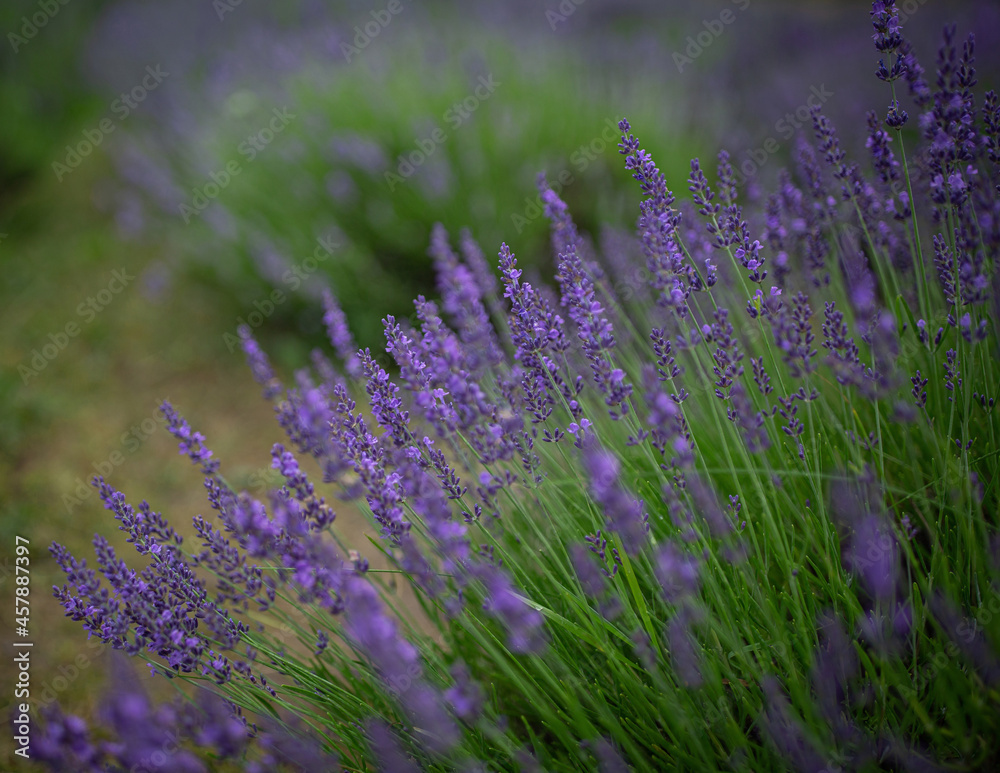 Obraz premium lavendelblüte