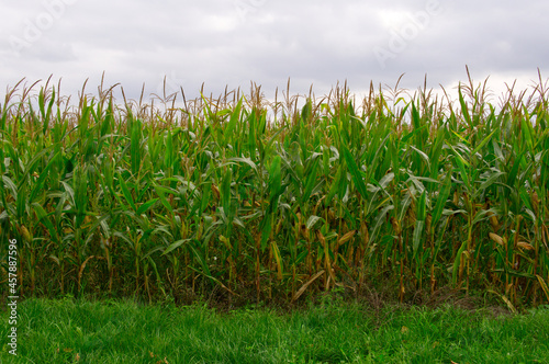 autumn corn stalks in Poland