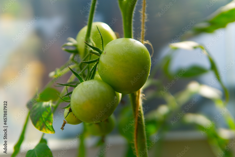 fresh ripe green tomato hanging on the bush fresh ripe green tomato hanging on the bush