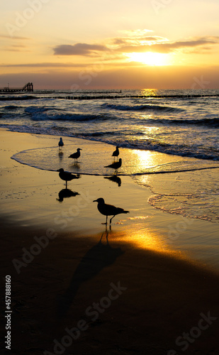 seagulls walking on baltic beach during sunset