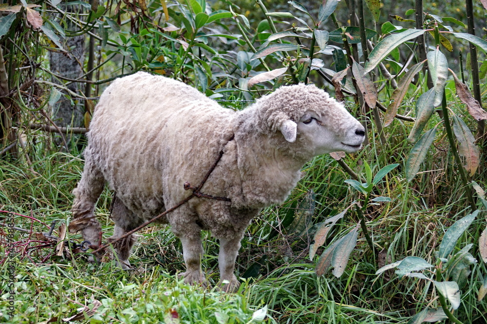 Sheep near Lago Mojanda, Imbabura Province, Ecuador Sheep near Lago Mojanda, Imbabura Province, Ecuador