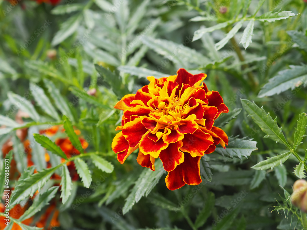 Bright yellow and orange french marigold. Close up of Tagetes patula in front of green meadow. Ornamental petal safari scarlet flower. Interesting nature concept for background design. Soft focus Bright yellow and orange french marigold. Close up of Tagetes patula in front of green meadow. Ornamental petal safari scarlet flower. Interesting nature concept for background design. Soft focus