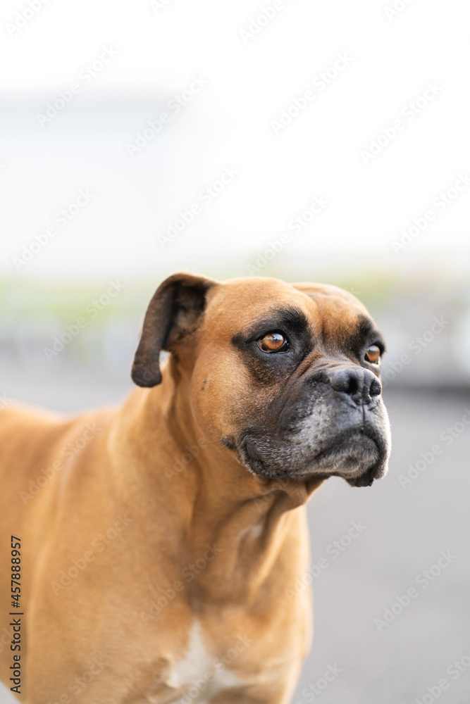 Vertical portrait of Boxer dog with copy sapace Vertical portrait of Boxer dog with copy sapace