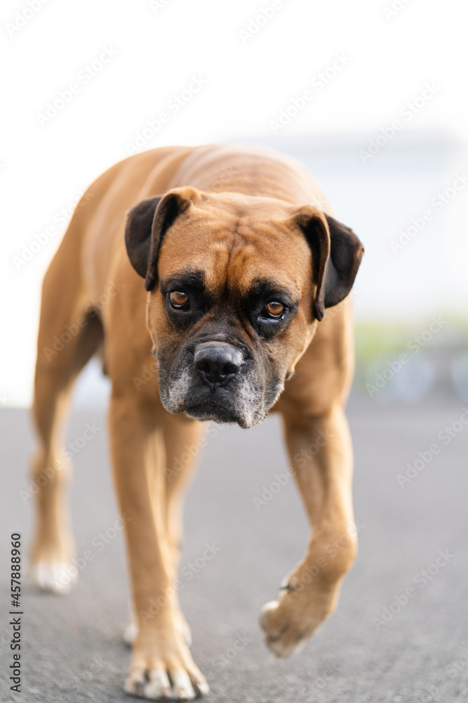 Vertical portrait of Boxer dog lookin at camera