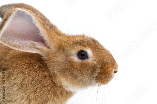 Rabbit head profile over a white background