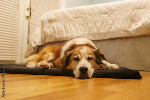 Old dog sleeping on a hardwood floor at the foot of a bed