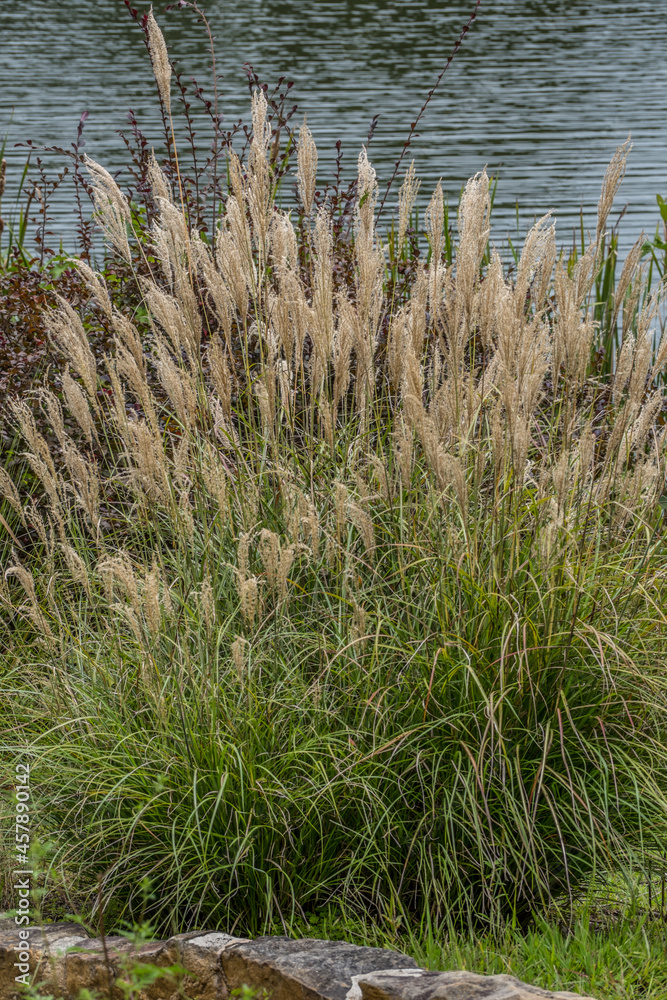 Chinese silver grass closeup Chinese silver grass closeup