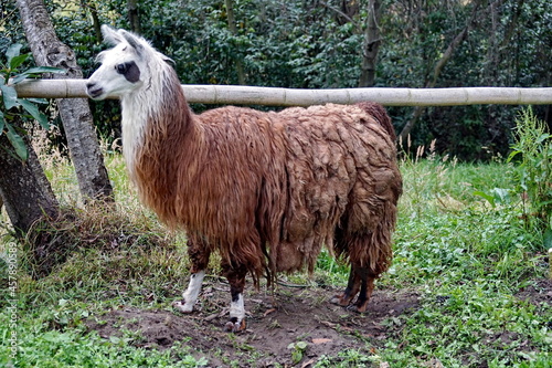 Llama near Lago Mojanda, Imbabura Province, Ecuador photo